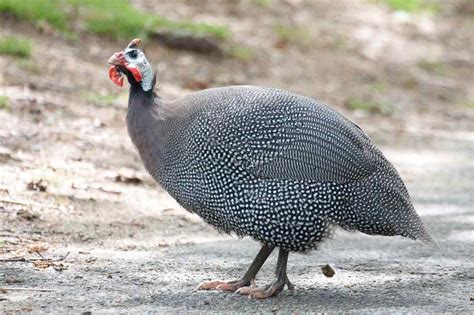 Maybe you would like to learn more about one of these? Guinea Hen Cooked with Tomato Sauce and Cheese from ...