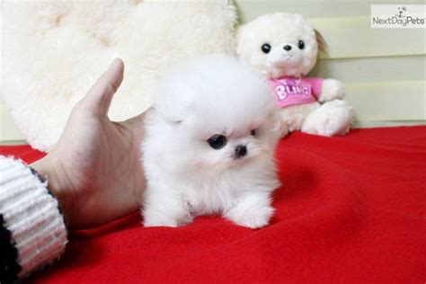 Pomeranian Puppy For Sale Lil Snowman Micro Teacup Pom Ice White Available B E Be