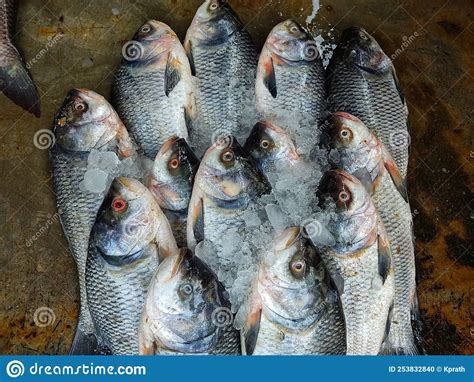 Pile Of Catla Carp Fish Arranged In Indian Fish Bazar Hd Stock Photo