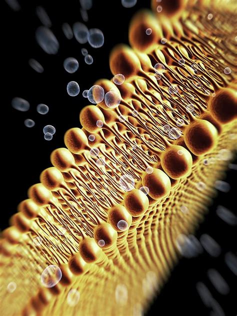 Cell Membrane Lipid Bilayer Photograph By Alfred Pasiekascience Photo