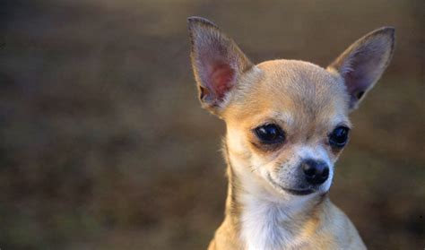The ancient heritage of the chihuahua dog. Chihuahua Dog Breed Information
