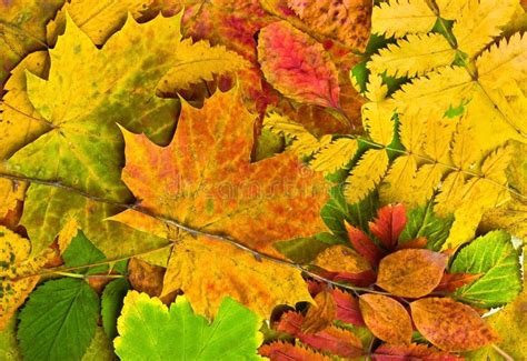 Fallen Autumn Leaves Stock Image Image Of Hornbeam Withering 14279831