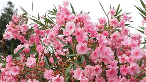 Oleander Uprawa Pielęgnacja Hobby Dom