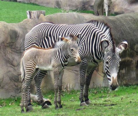 Photo Of The Day Baby Grevys Zebra Born At Detroit Zoo