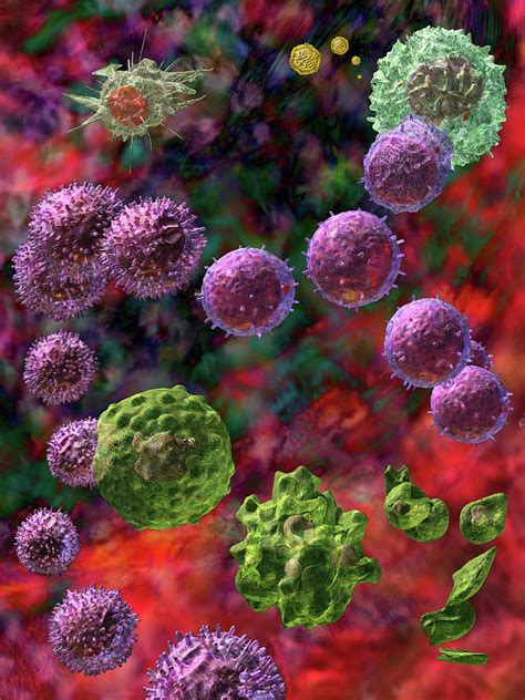 Cell Mediated Immune Response Photograph By Russell Kightleyscience