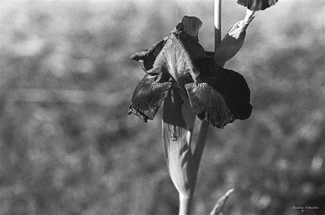 Big Flower Pentax Ist Tamron Sp Af Di 90mm F28 Macro R Flickr