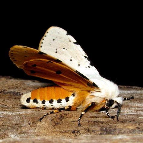 Salt Marsh Moth Hodges 8131 Estigmene Acrea BugGuide Net
