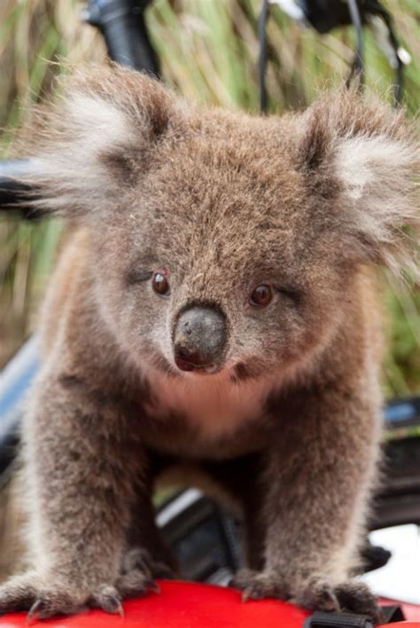 Cute Koala Baby