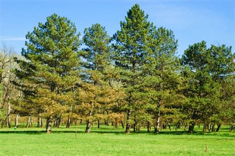 Group Of Pine Trees Stock Image Image Of Spring Summer 8143183