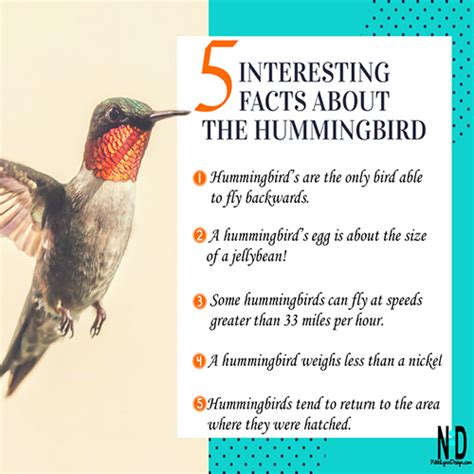Interesting Facts About Hummingbirds Nikki Lynn Design