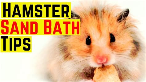 Hamster Sand Bath Tips ♥️ Youtube