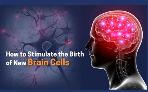 Neurogenesis How To Stimulate The Birth Of New Brain Cells