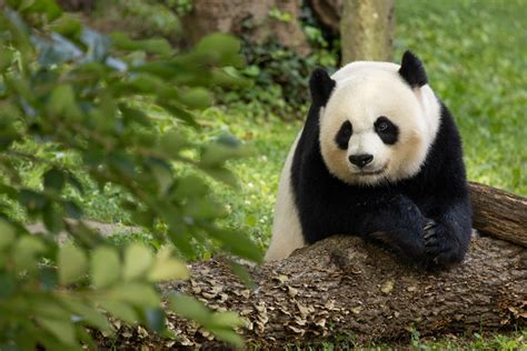 National Zoos Giant Pandas Fly Home Amid Uncertainty About Future
