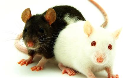 Pet Rat Varieties | Pet Rats - YouTube