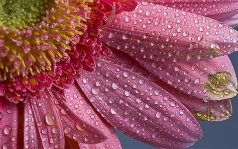 Pink Flower With Water Drops Hd Wallpaper Wallpaper Flare