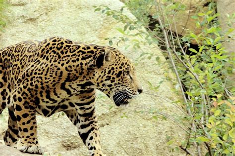 Jaguar Big Cat Predator · Free Photo On Pixabay