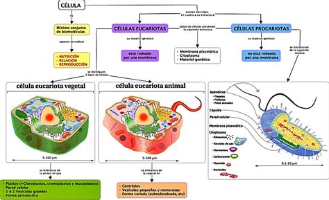 La Célula Y Las Estructuras Celulares Eucariotas Y Procariotas