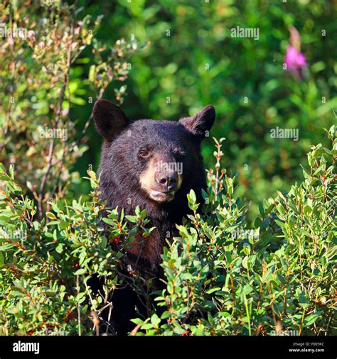 American Black Bear Ursus Americanus Bear Standing In Willows Shrubs