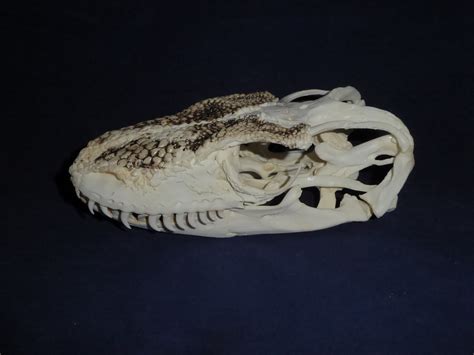 Komodo Dragon Male Skull Skeletons And Skulls Superstore