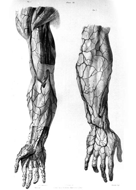 Veins In Arm Human Anatomy Art Anatomy Art Anatomy Drawing