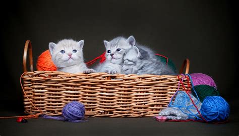 Wallpaper Id 165123 Cats Baskets Animals Kittens Baby Animals