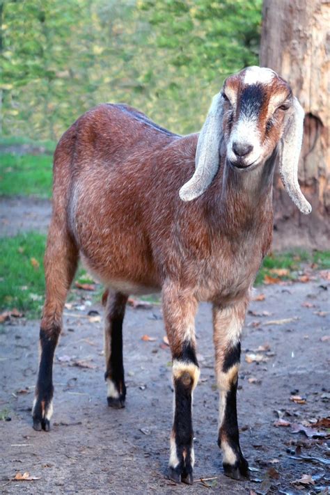 Goat Nubian Goats Free Photo On Pixabay Pixabay