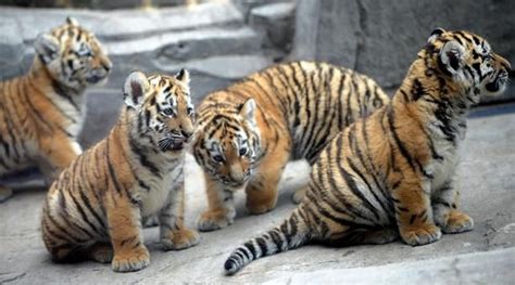 Four Young Tigers Sit In Their Enclosure At The Zoo In