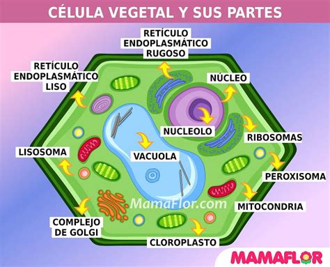 Célula Vegetal Y Sus Partes Célula Vegetal Maquetas De Celulas