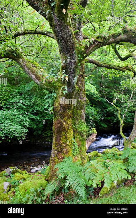 Moss Covered Tree In Front Of A Stream Lake District England United