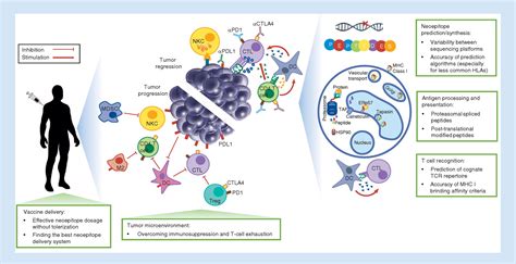 Neoepitopes As Cancer Immunotherapy Targets Key Challenges And