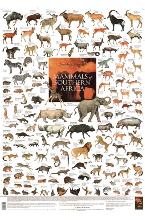 Carnivores Of Africa Ubicaciondepersonascdmxgobmx