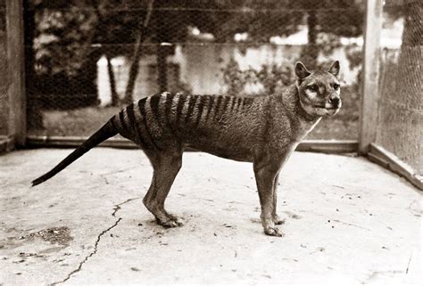 Thylacines Likely Went Extinct Much Later Than Previously Thought New