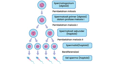 Proses Spermatogenesis Dan Oogenesis Sinau
