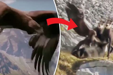 Horrifying Footage Shows Eagle Taking Down Two Goats In Brutal Way