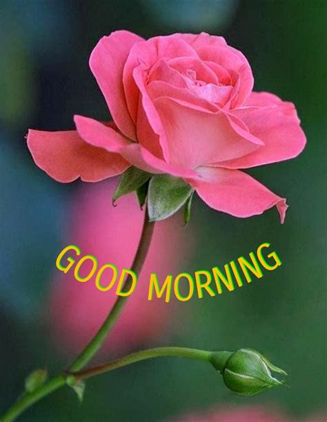 Top 999 Good Morning Rose Images Hd Amazing Collection Good Morning