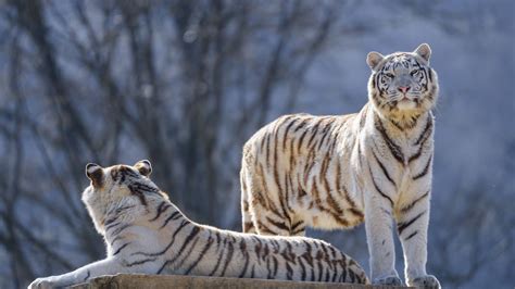 Wallpaper Bengal Tigers Tigers Animals Predators White Hd Picture
