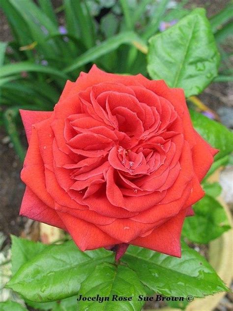 Plantfiles Pictures Floribunda Rose Jocelyn Rosa By Califsue