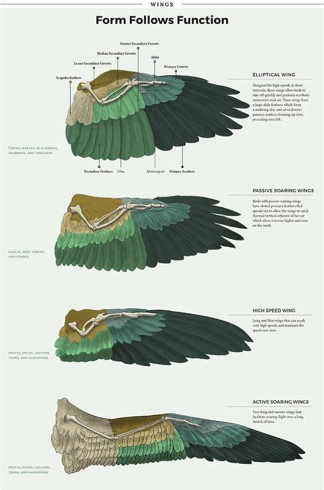 190 Ideas De Referencesbird Anatomía Animal Anatomía Alas De Pájaro