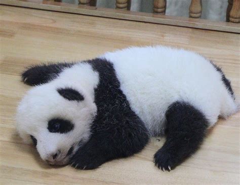 Cute Sleeping Baby Panda Makemesmile