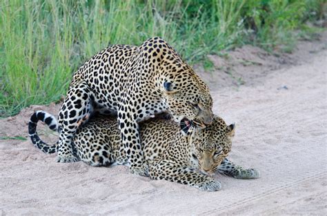 Mating Leopardsagain Sabi Sabi Private Game Reserve Blog