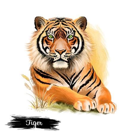 Chinese zodiac tiger #1698546 by vector tradition sm. chinese tiger clipart 20 free Cliparts | Download images ...