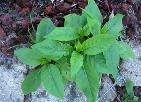 Survival Plants That Can Save You West Virginia Hubpages