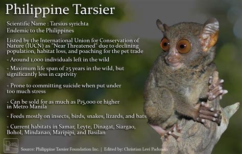 New Species Of Tarsier Discovered In Dinagat Island Inquirer News