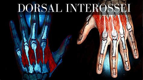 Dorsal Interossei Muscles Anatomy And Function Youtube