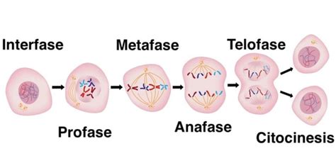 Cuales Son Las Fases De La Division Celular Por Mitosis Consejos