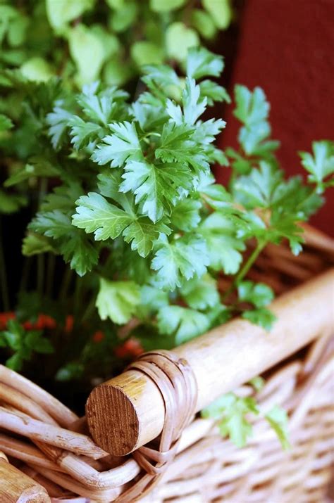 8 Herbs That You Can Grow Indoors Recipes Using Fresh Herbs