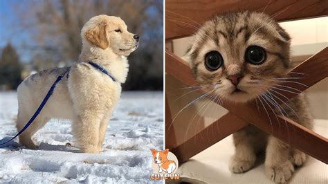 Aww Cute Dog And Cat Compilation 2019💗 7 Cutevn Youtube