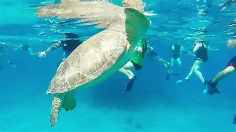Buck Island Usvi Turtle Cove And Shipwreck Snorkel Youtube