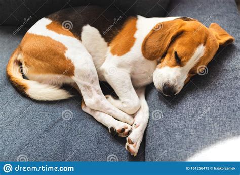 Curled Up Beagle Dog Tired Sleeps On A Cozy Couch In Funny Position