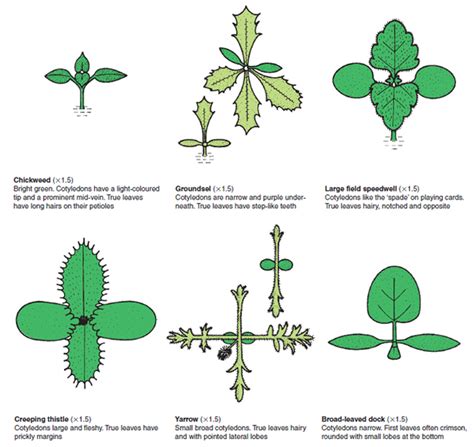 Weed Identification Chart